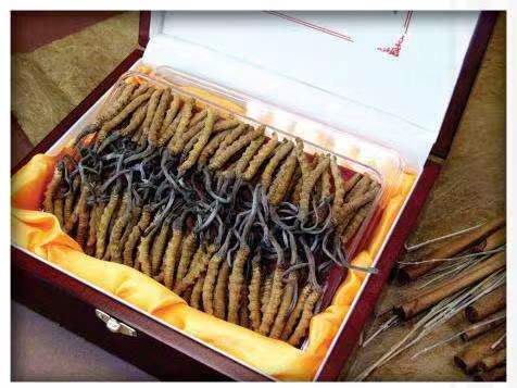 嘉荫冬虫夏草回收